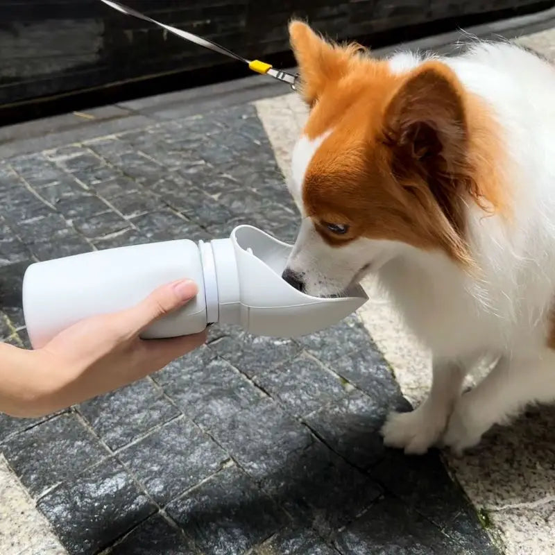 Hydratation des animaux de compagnie en déplacement