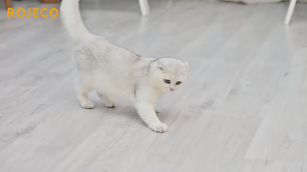 Jouet interactif automatique pour chats ROJECO avec laser LED